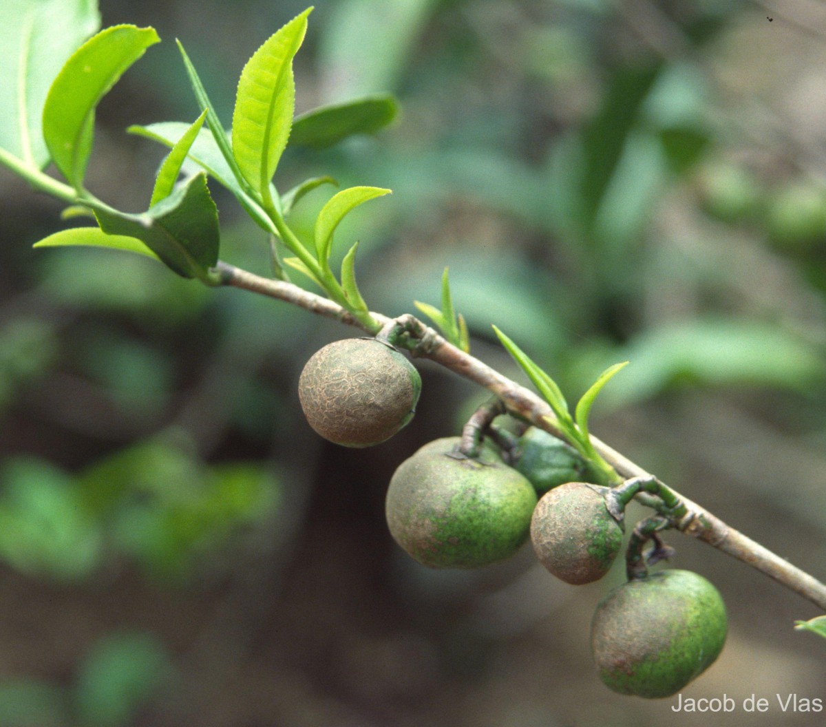 Camellia sinensis (L.) Kuntze